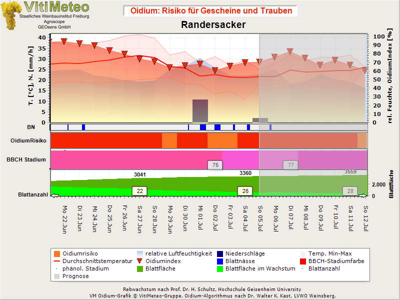 Oidiumgrafik
