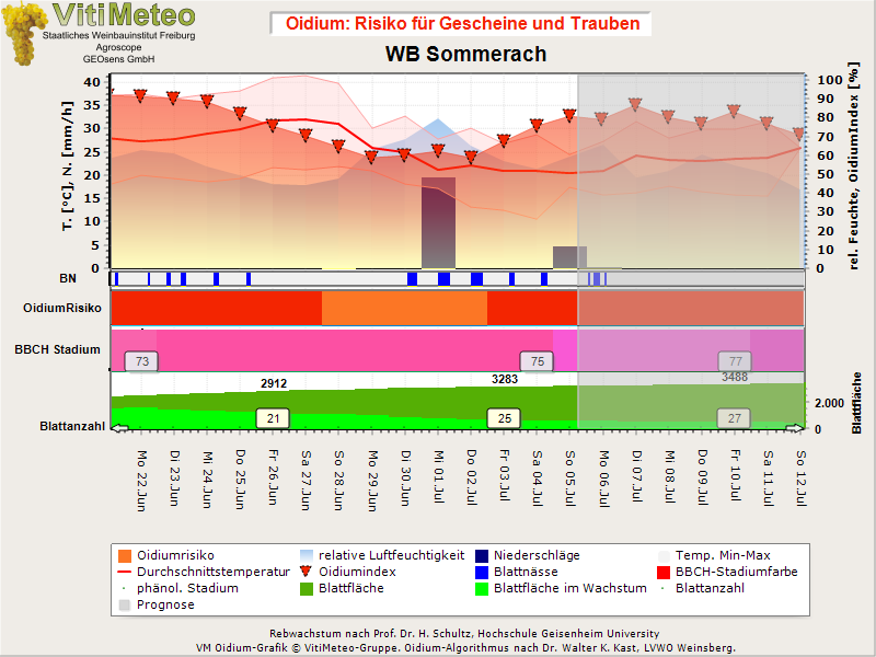 Oidiumgrafik