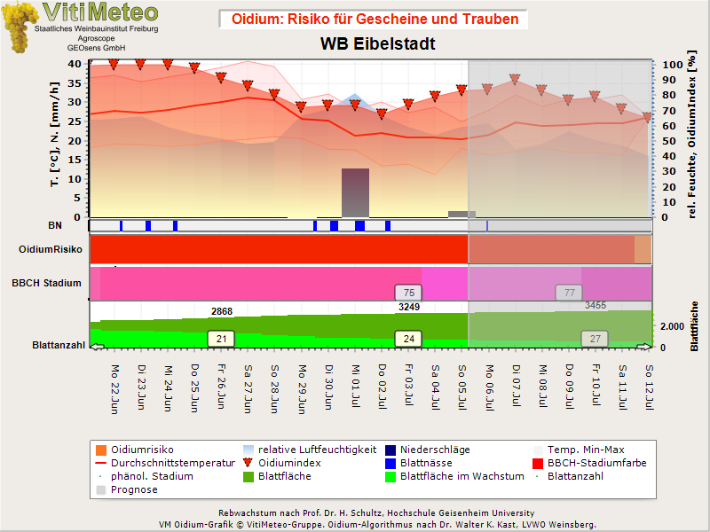Oidiumgrafik