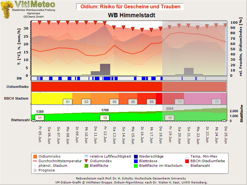 Oidiumgrafik