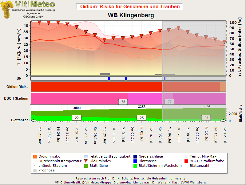 Oidiumgrafik