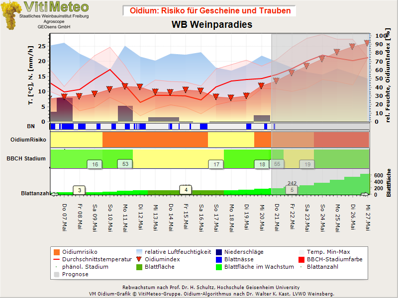 Oidiumgrafik