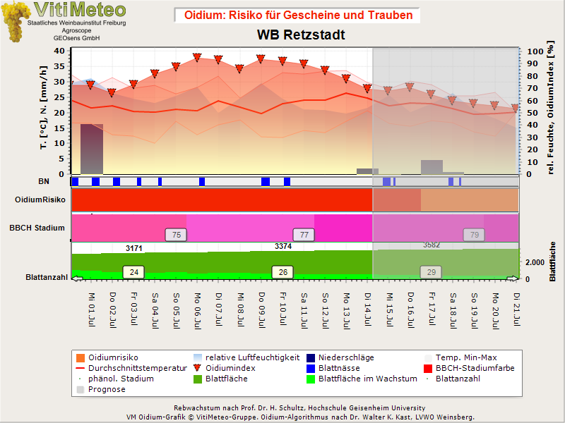 Oidiumgrafik