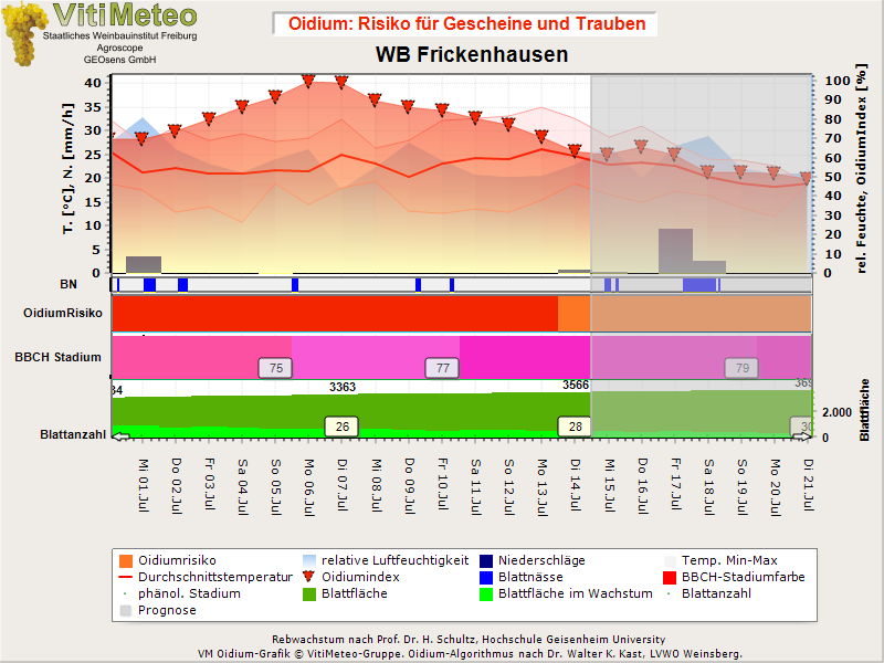 Oidiumgrafik