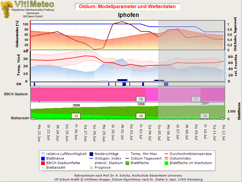 Oidiumgrafik