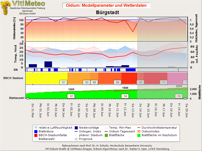 Oidiumgrafik