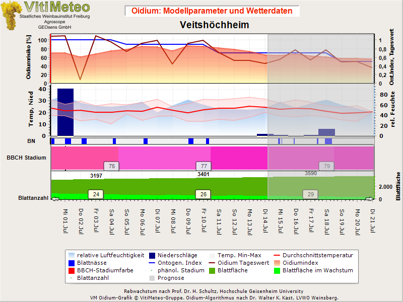 Oidiumgrafik