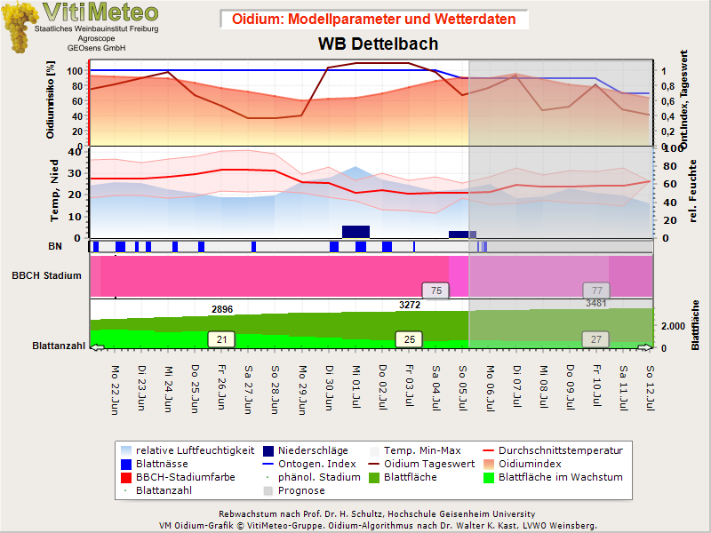 Oidiumgrafik