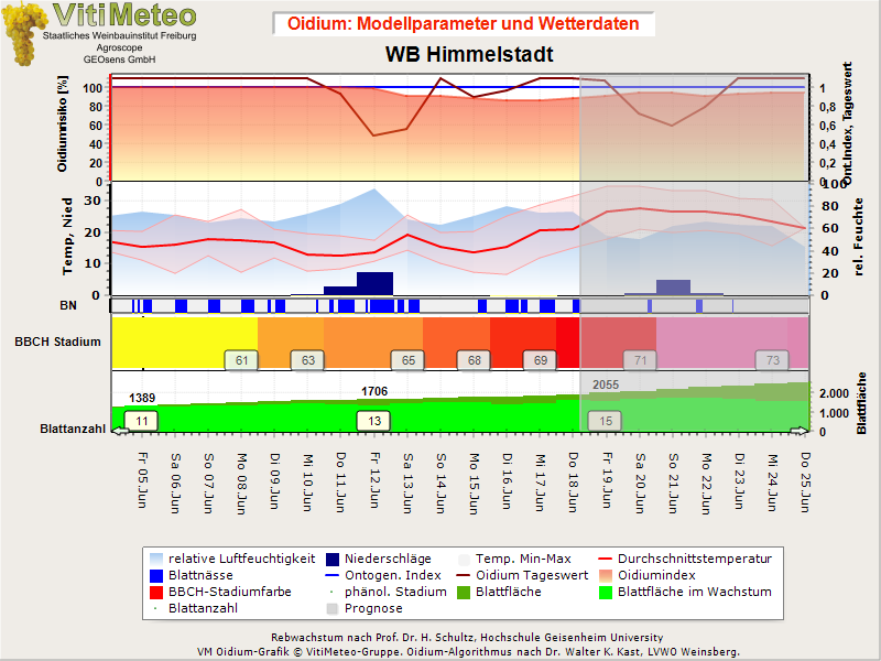 Oidiumgrafik