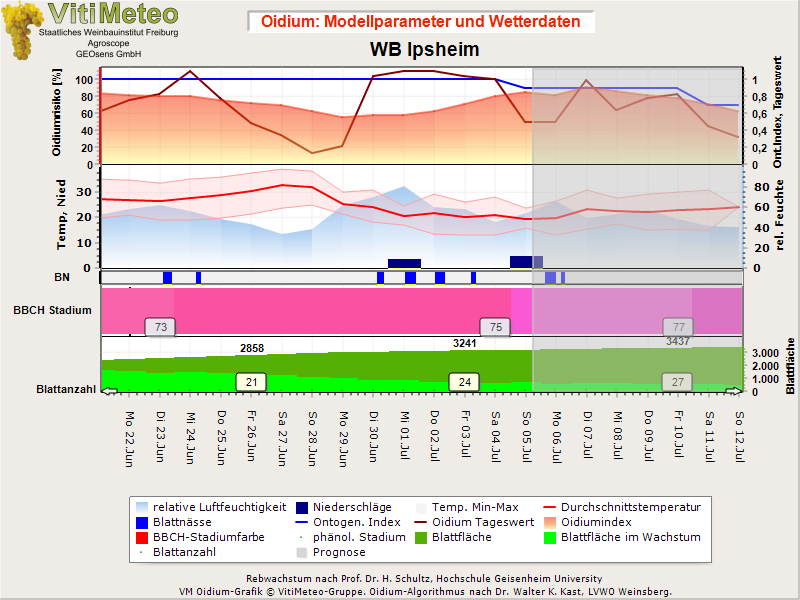 Oidiumgrafik